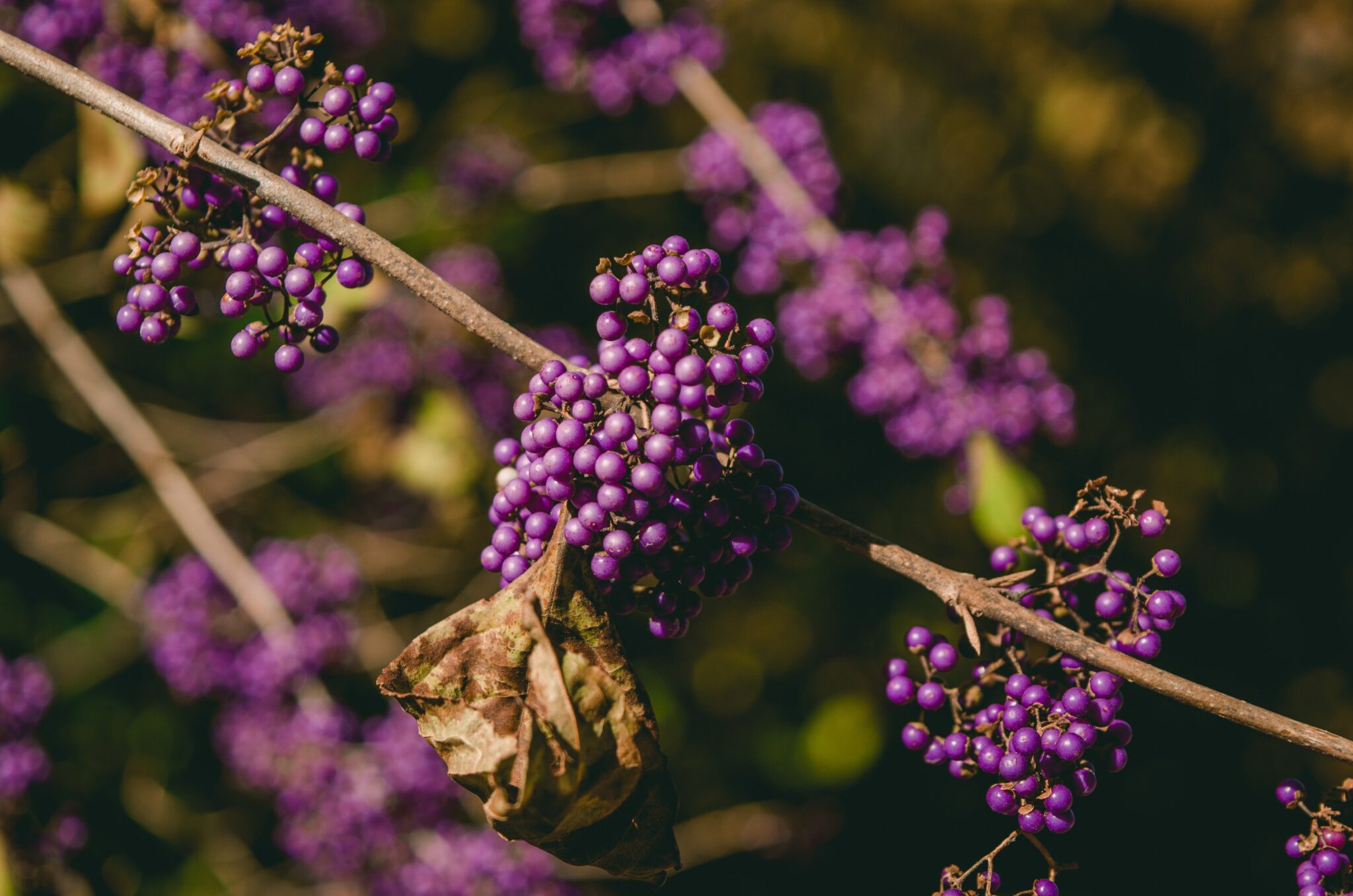 Don’t Take Elderberry if You Have Thyroid Problems!