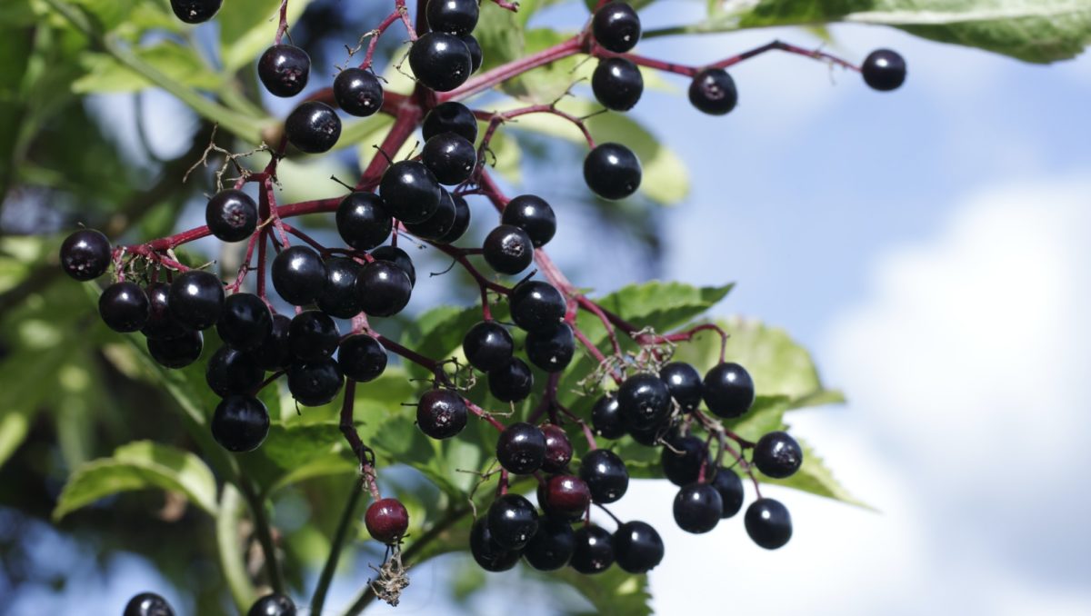 What is elderberry and can it help fight viruses?